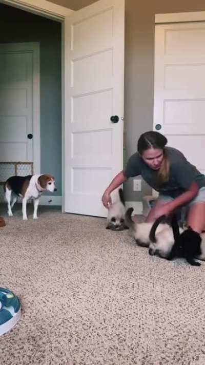 cATs TeRroRisE mOM