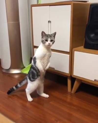 What is going on?