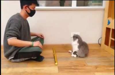 SAMURAI BRUTALLY CUTS FELINE IN HALF