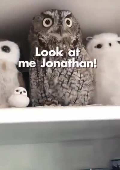 More Owls !!!