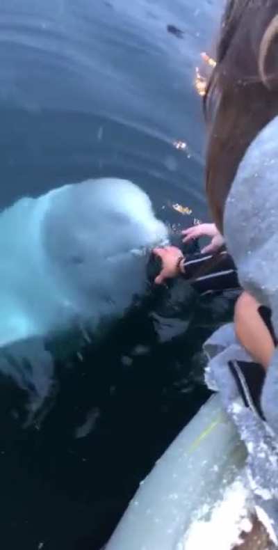 Girl dropped iPhone into the Ocean trying to take pics of a Beluga. What happened next surprised them all.