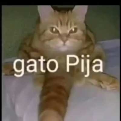 Gato Pija