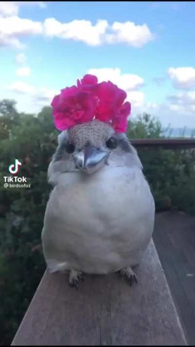 Baz the Kookaburra trying on different headwear