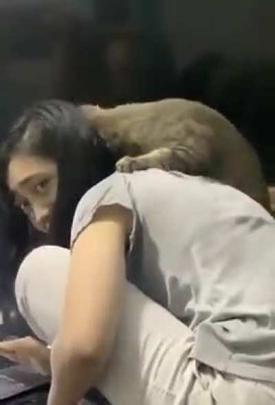 Cat refilling his cuddle bar.
