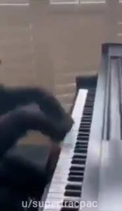 El día que los memes de monos mueran, será el día en el cual yo quiero dejar de vivir
