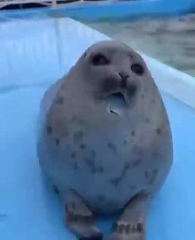 yip