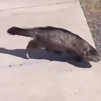 cat vs wind