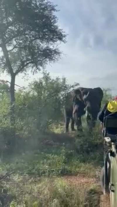 Safari goes horribly wrong