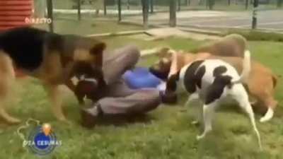 WCGW playing with dogs live