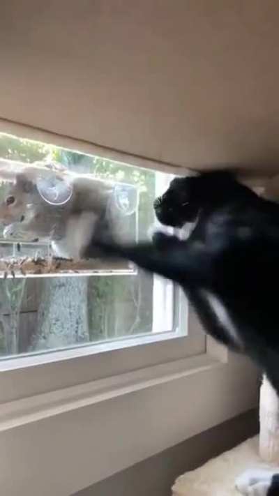 Let me in! Lettttt meeeee innnnnn!