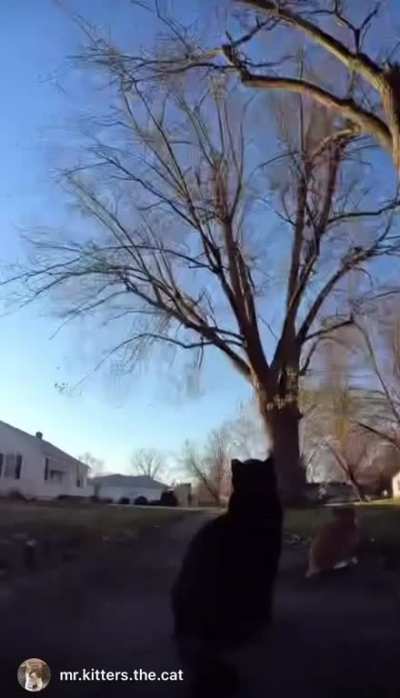 Body cam attached to cat casually chatting to NPC&rsquo;s as he roams about