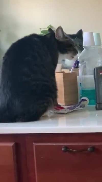 Every morning while I take a shit he does this. It&rsquo;s a decoy toothbrush