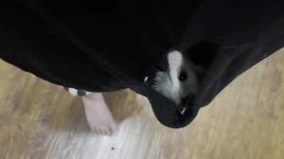 A video for those of you who were interested in seeing the babies relaxing in my &ldquo;pouch&rdquo; I have a lot of hoodie and pouch sweaters they love to hang out in. We walk around or just sit. They snooze, bathe themselves, or just enjoy watching the world around