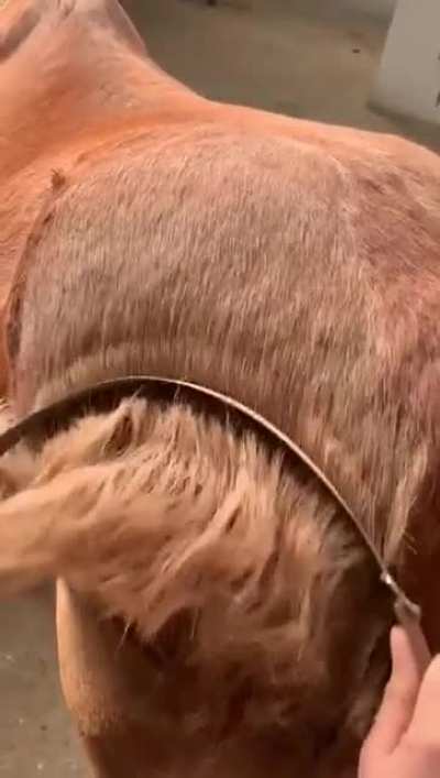 Asmr..