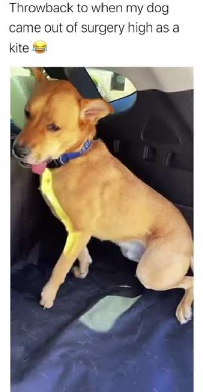 Do dogs count here?