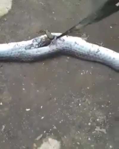 Cutting open a snake