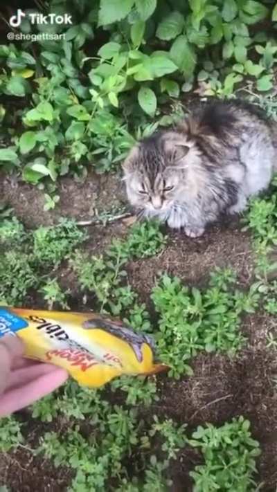 Meow Mix
