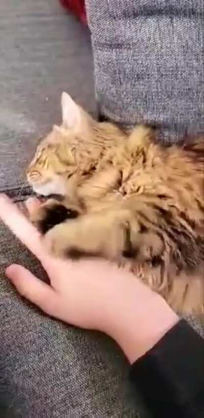 Adopted our first cat today and she won't let go of my hand!