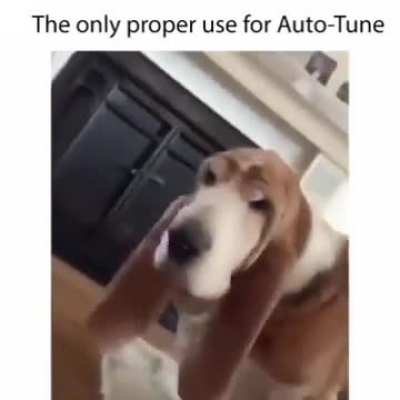 Good boy