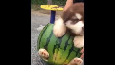 Melon doge