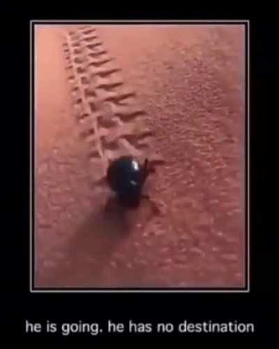 beetle