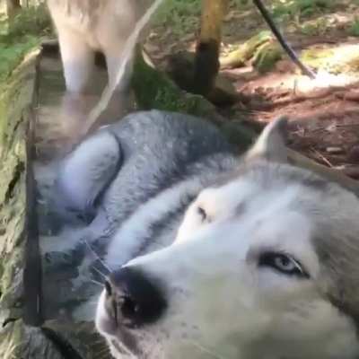 Exhausted moonmoon cooling off