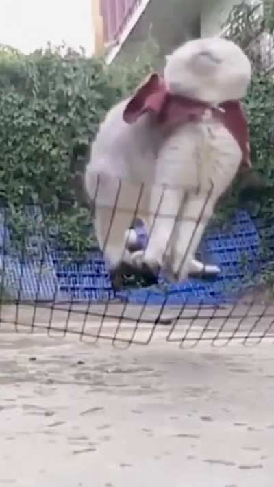 to save humanity