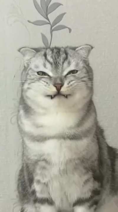 Kitty tries her best to smile. :)