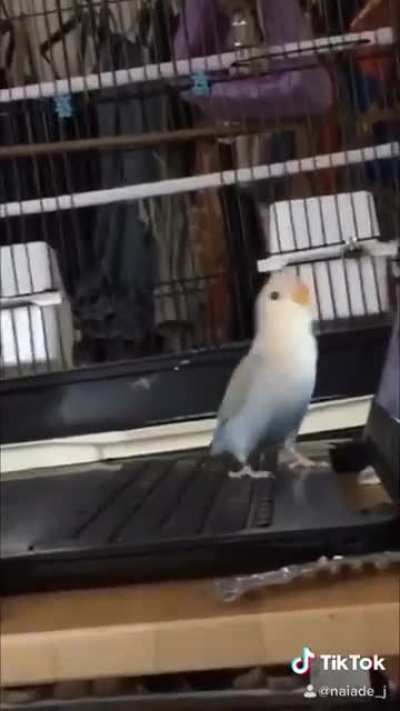 This is Appa, my 4month old Lovebird that I got 4 days ago having some &ldquo;zoom calls&rdquo; for his job.