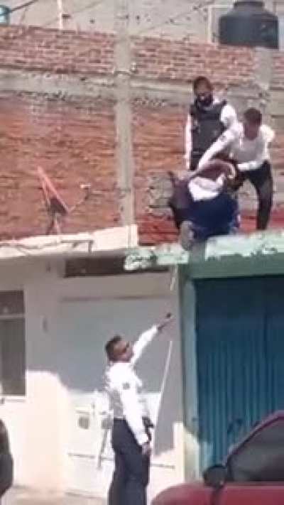 Puerco ara&ntilde;a