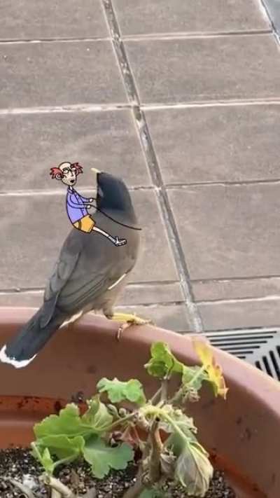 Boris on the bird