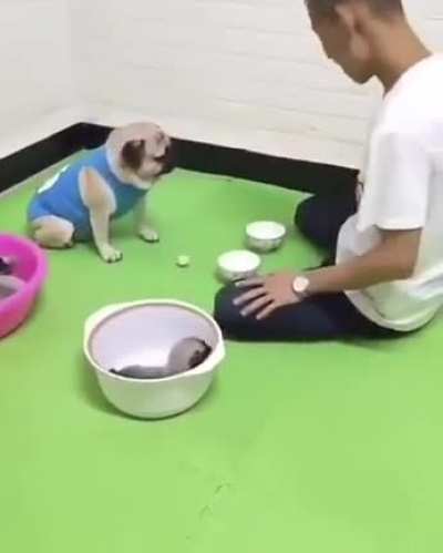 Don&rsquo;t touch my pups! I won them
