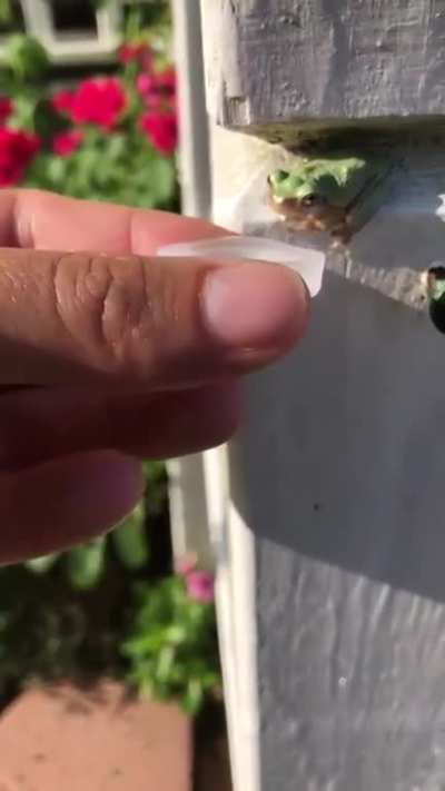 Tiny frog
