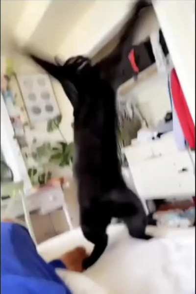 "Wololo!"