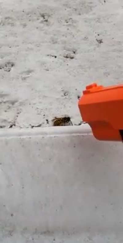 Fuck wasps