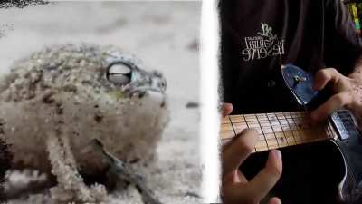 The cute desert rain frog singing on METAAAAAAAL