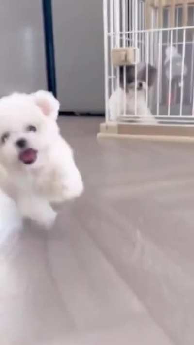 Happy pupper
