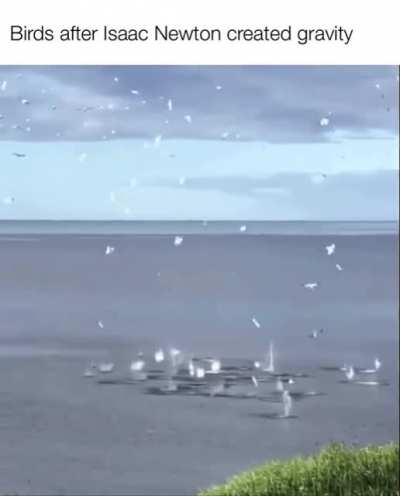 me🐦irl