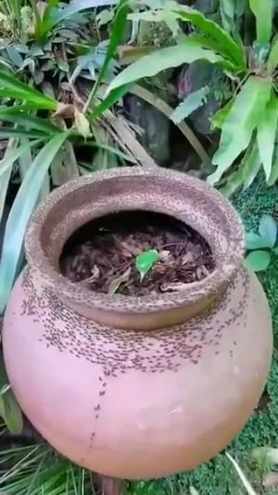 Ants are doing something weird