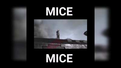 mice