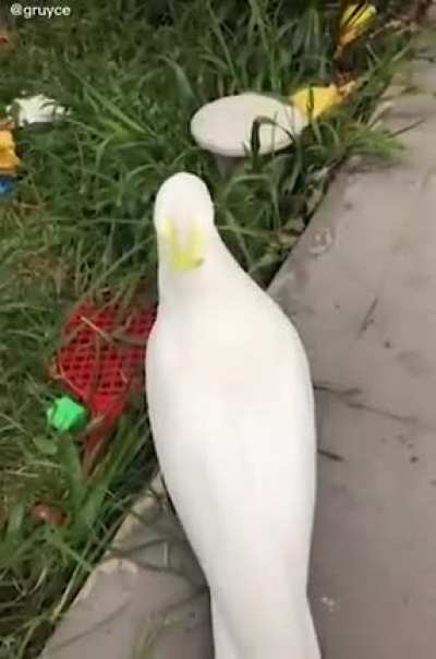Angry boye gets stolen