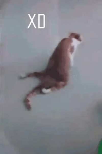 i feel bad for laughing at this