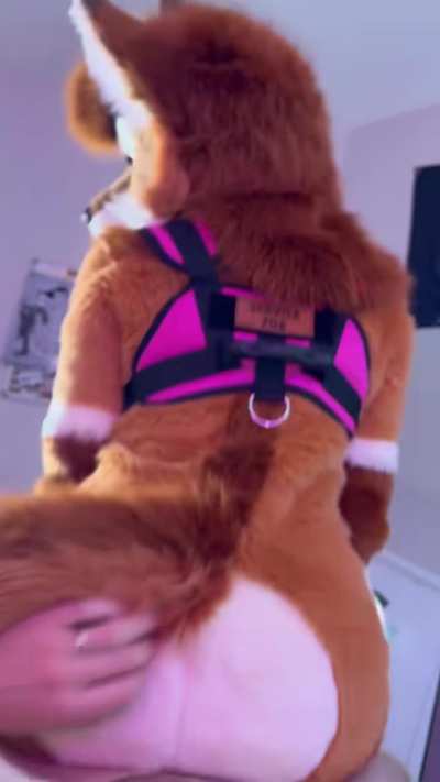 Good service fox bouncing on your lap 😘