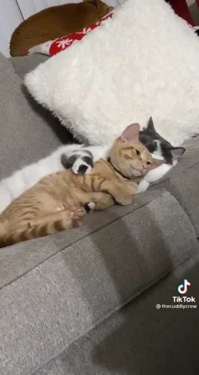 He was not done cuddling. [sound]