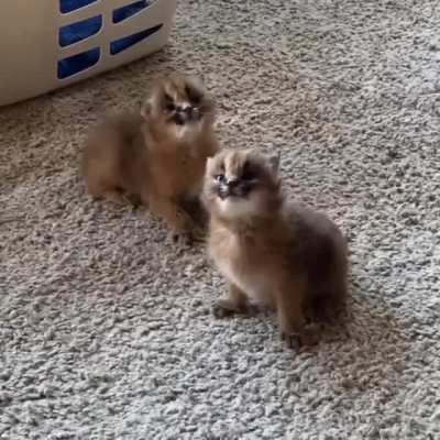Enjoy MiniFlops