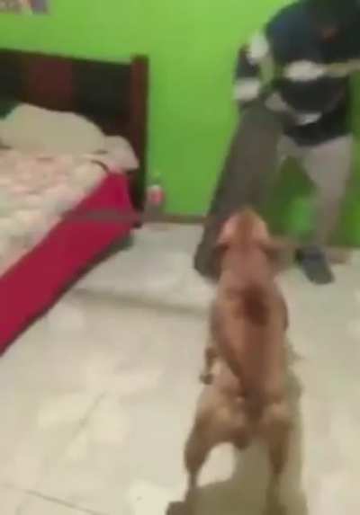 &ldquo;Is your dog dangerous?&rdquo; -Nah, he&rsquo;s a sweetheart!