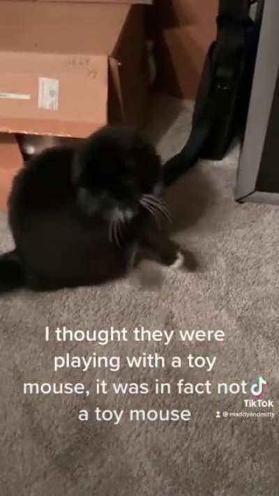 These are my cats and they are the reason i will be sleeping in my car until i find this mouse dead