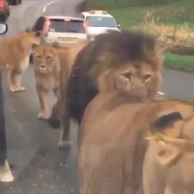 African safari tour in real life. (A very close encounter indeed)