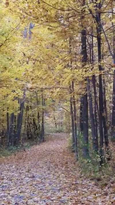 The forest is busy today