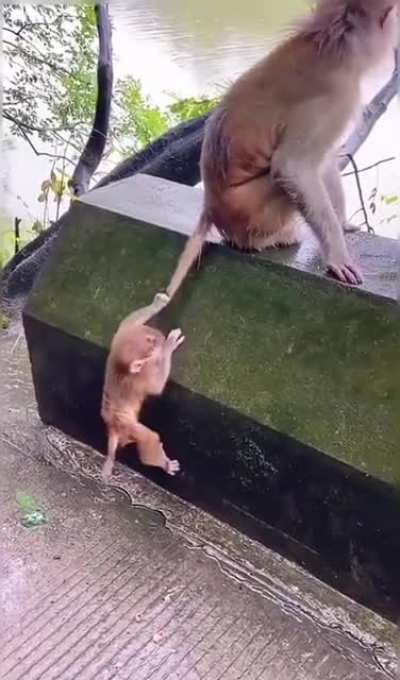 Забавный макакен